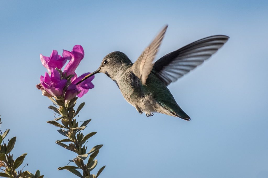 Vetbollen voor vogels in de winter bieden extra energie en voeding wanneer natuurlijk voedsel schaarser is