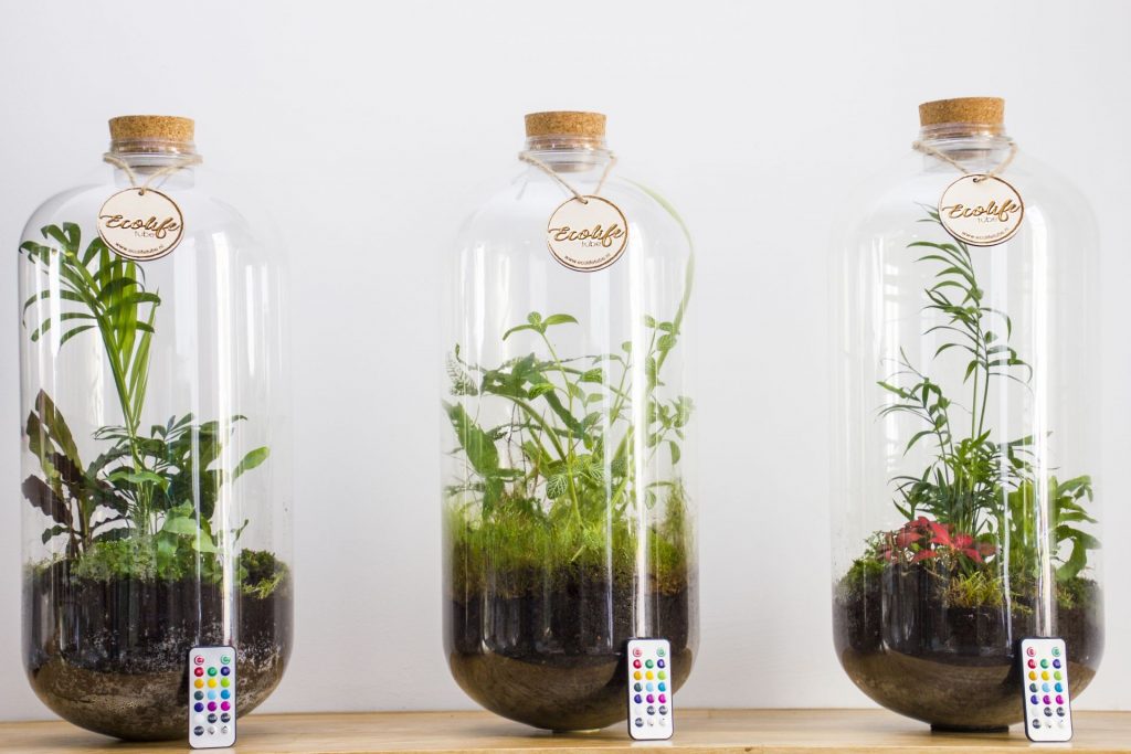 Een plant in een ecosysteem met mos en verlichting in een gerecycled plastic container