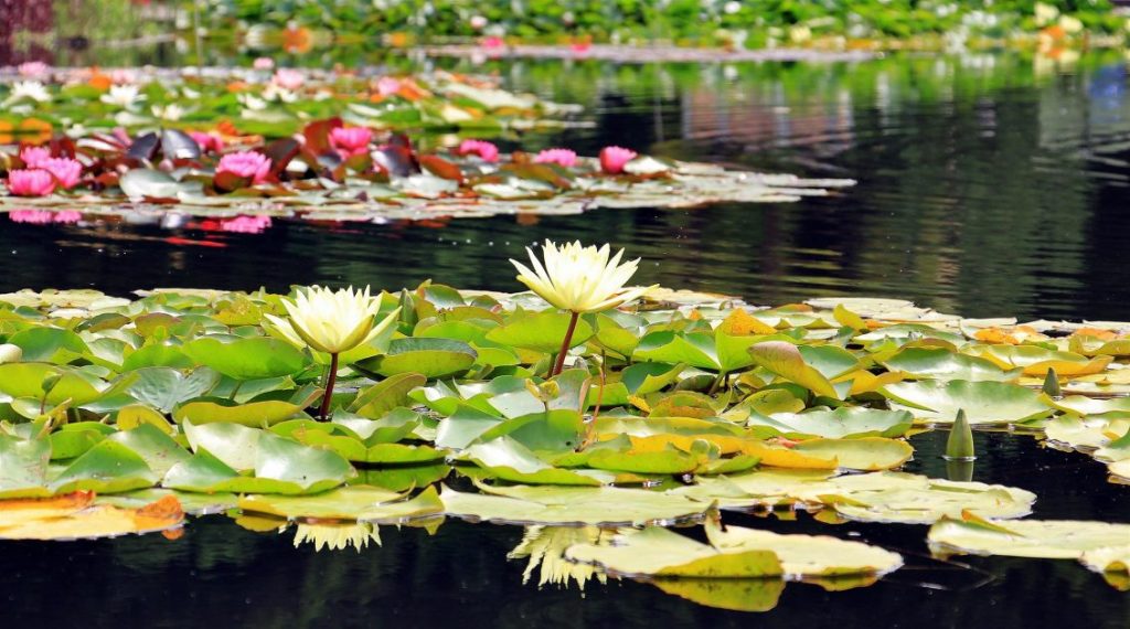 Zuurstofplanten onder water die zuurstof produceren voor een helder vijverwater