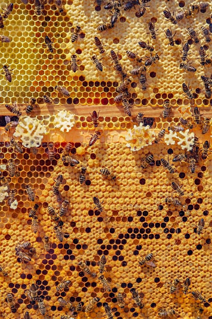Gouden eikenhoning in glazen pot met honingraat en eikenbloemen, symbool van natuurlijke zoetheid en gezondheidsvoordelen