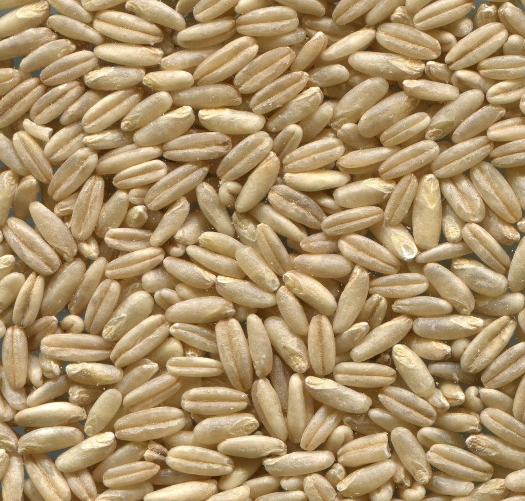 Moderne silo voor graanopslag met sensortechnologie voor monitoring van temperatuur en vochtigheid