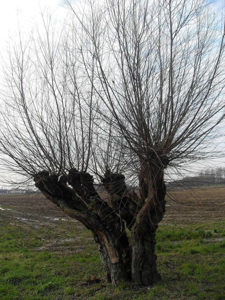 Schilderachtig panorama van een majestueuze knotwilg met karakteristieke geknotte stam en weelderige kruin in boerderijtuin