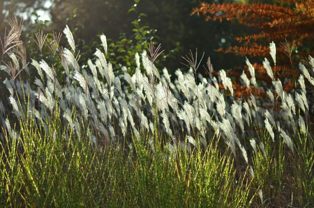 Online tuinposter editor met verschillende formaten, materialen en ophangsystemen voor het zelf ontwerpen van tuinposters