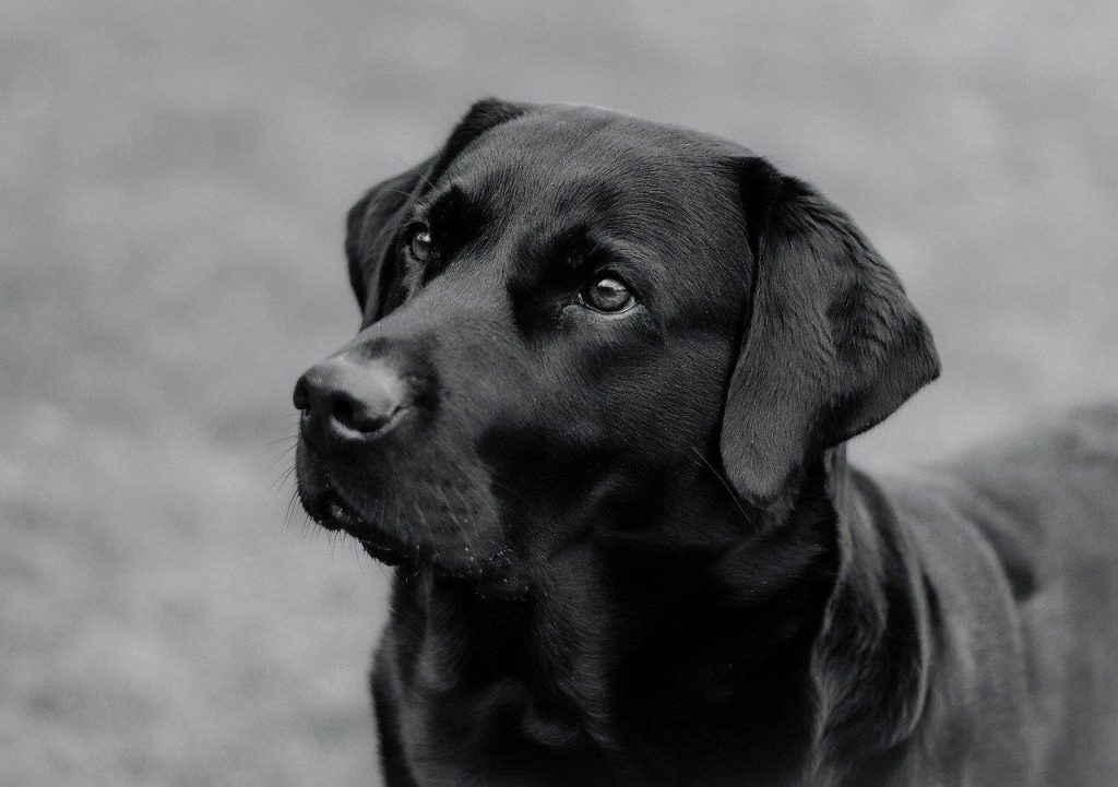 Natuurlijk hondenvoer met vers vlees en groenten voor optimale gezondheid van je hond