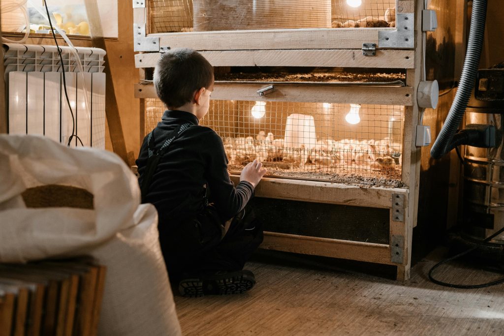Warmtelampen boven een puisor broedmachine voor optimale temperatuurregeling en broedomstandigheden