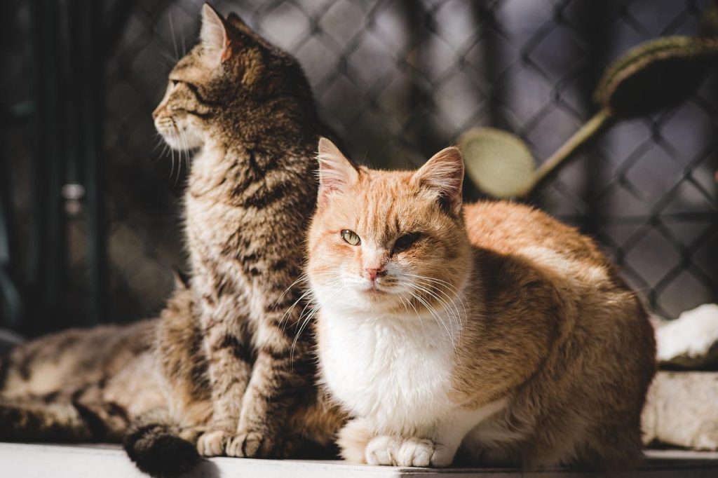 Dierenwinkel in Waalwijk: huisdierproducten, voeding en accessoires voor honden, katten en andere huisdieren
