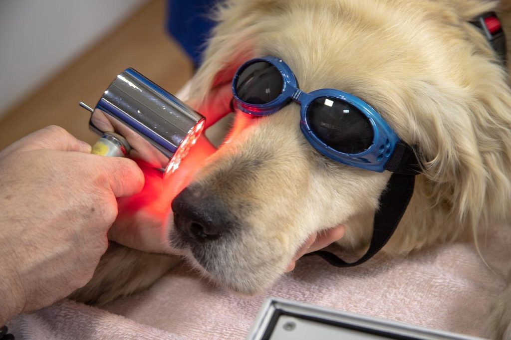 Dierenarts in Wageningen helpt bij de gezondheid en verzorging van jouw huisdier met professionele veterinaire zorg
