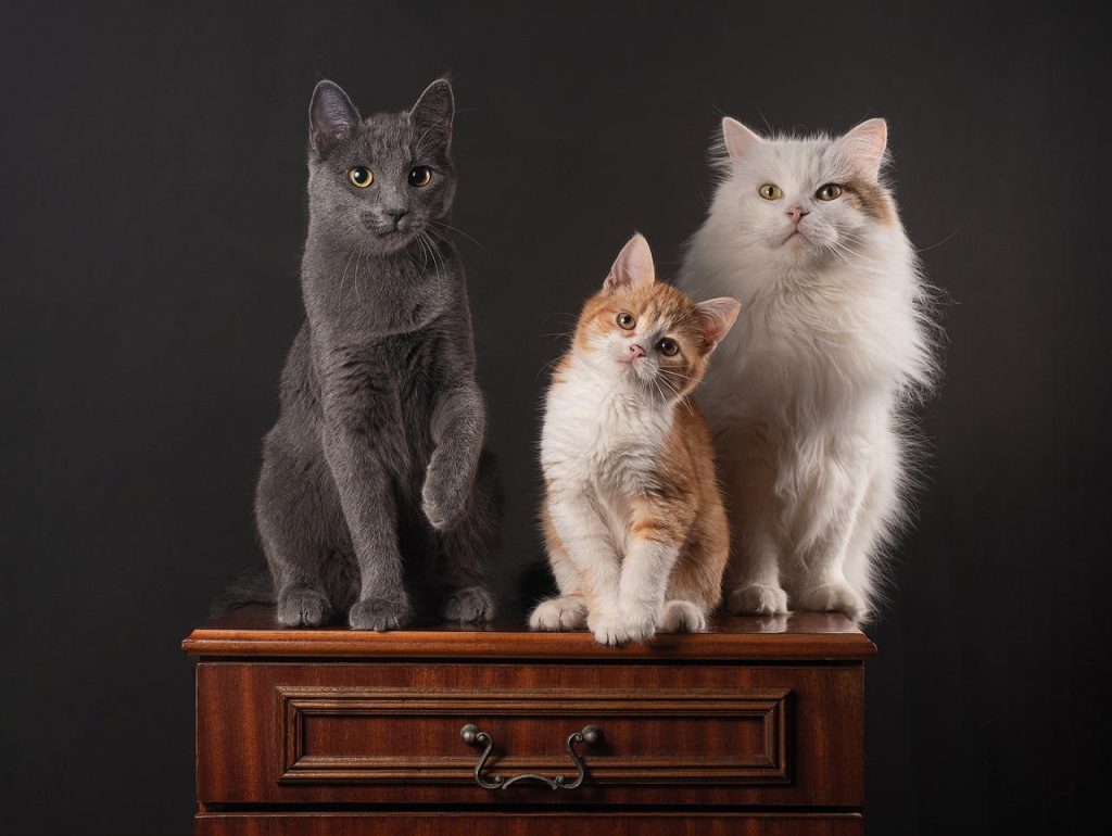 Dierenspeciaalzaak Ridderkerk met assortiment voeding, verzorgingsproducten en speelgoed voor huisdieren