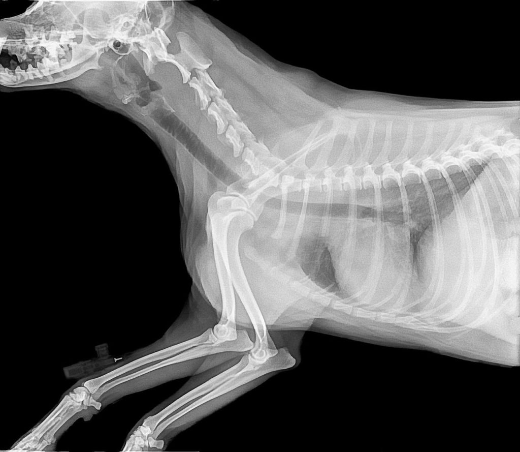 Dierenkliniek in Hoogvliet met moderne faciliteiten en ervaren dierenartsen voor complete veterinaire zorg
