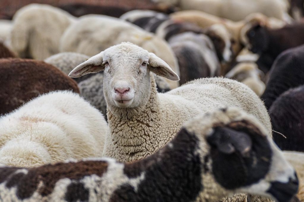 Waarom mensen schapenvachten kopen: zachte wol voor warmte en comfort in het interieur