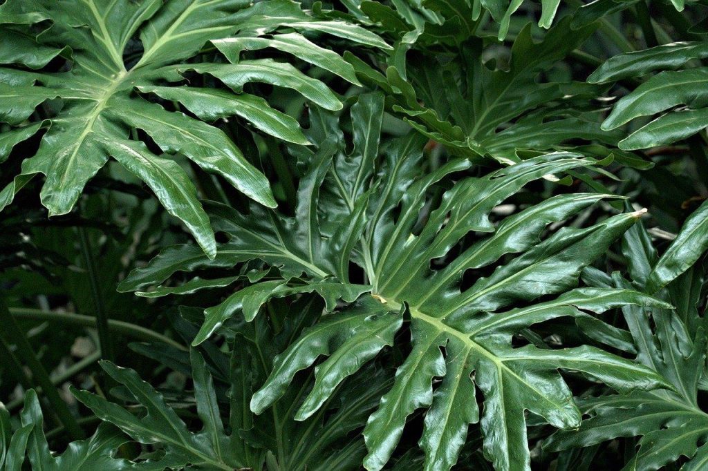 Groene kamerplanten in verschillende potten die helpen een oase in huis te creëren voor beginners